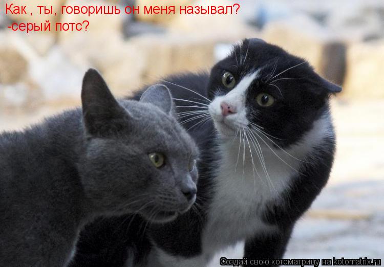 Котоматрица: Как , ты, говоришь он меня называл? -серый потс?