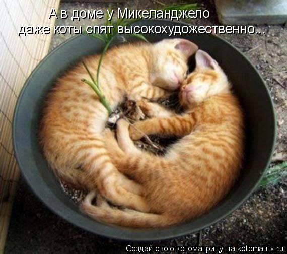 Котоматрица: А в доме у Микеланджело даже коты спят высокохудожественно...