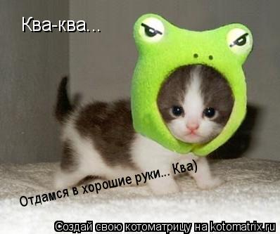 Котоматрица: Ква-ква...  Ква-ква...  Отдамся в хорошие руки... Ква)