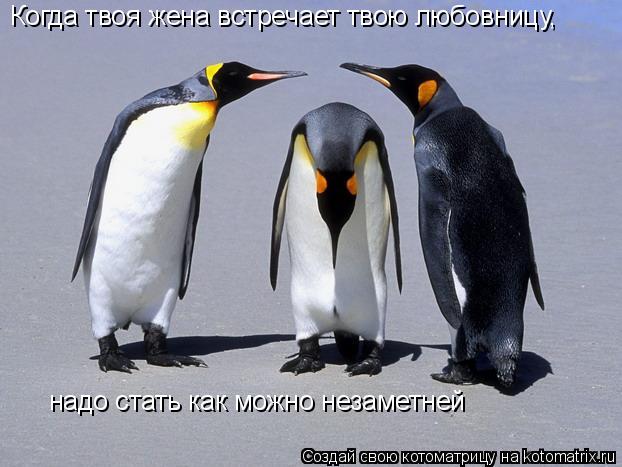 Когда твоя жена встречает твою любовницу, надо стать как можно незаметней... Котоматрица: Когда твоя жена встречает твою любовницу, надо стать как можно незаметней