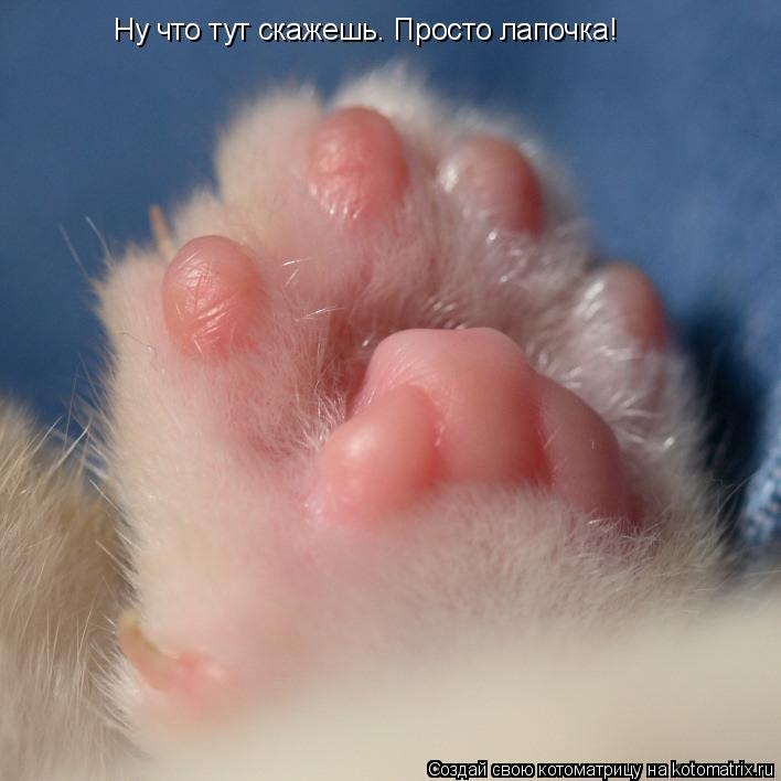 Ну что тут скажешь. Просто лапочка!... Котоматрица: Ну что тут скажешь. Просто лапочка!