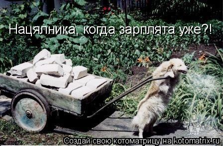 Котоматрица: Нацялника, когда зарплята уже?!