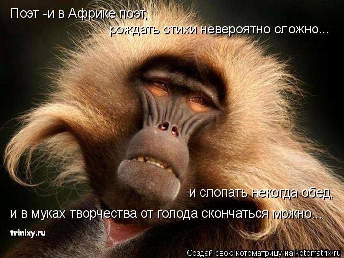 Котоматрица: Поэт -и в Африке поэт, рождать стихи невероятно сложно... и слопать некогда обед, и в муках творчества от голода скончаться можно...