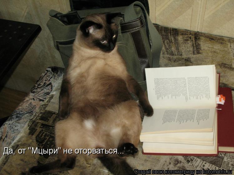 Котоматрица: Да, от "Мцыри" не оторваться...