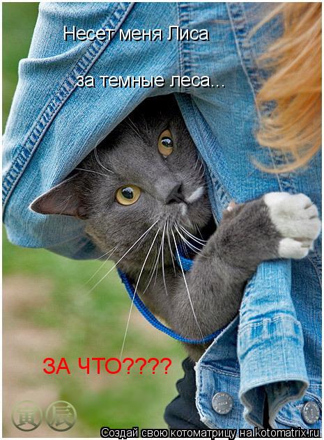 Котоматрица: Несет меня Лиса за темные леса... ЗА ЧТО????