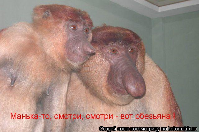 Котоматрица: Манька-то, смотри, смотри - вот обезьяна ! Манька-то, смотри, смотри - вот обезьяна !