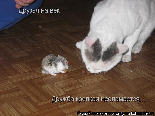 Котоматрица: Дружба крепкая несламается  Друзья на век Дружба крепкая несламается....