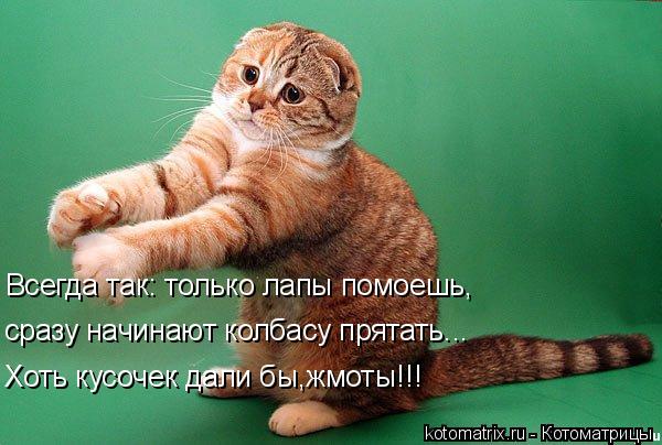Котоматрица: Всегда так: только лапы помоешь, сразу начинают колбасу прятать... Хоть кусочек дали бы,жмоты!!!
