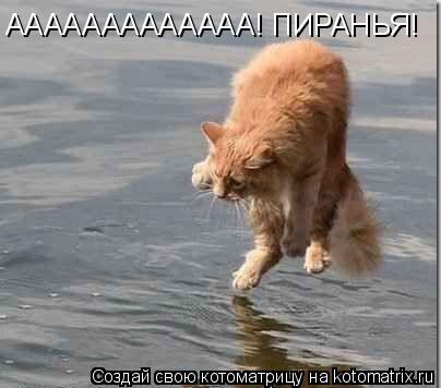 Котоматрица: ААААААААААААА! ПИРАНЬЯ!