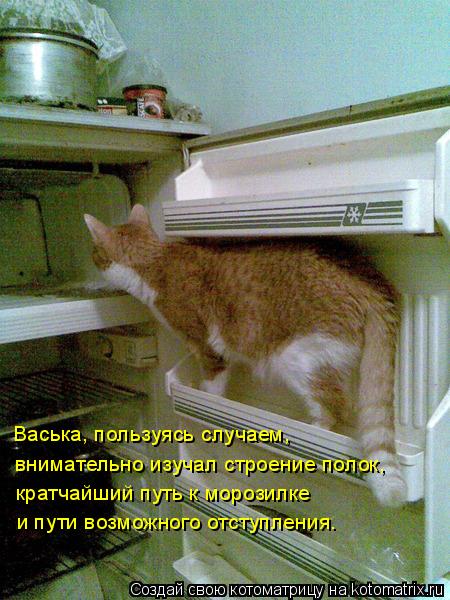 Васька, пользуясь случаем, кратчайший путь к морозилке внимательно изучал строение полок, и пути возм... Котоматрица: Васька, пользуясь случаем, кратчайший путь к морозилке внимательно изучал строение полок, и пути возможного отступления.