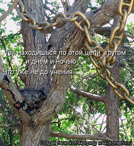 Котоматрица: Так находишься по этой цепи  кругом... и днём и ночью Что уже не до учения.