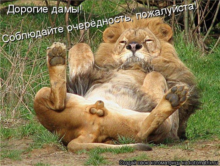 Котоматрица: Дорогие дамы!  Соблюдайте очерёдность, пожалуйста!