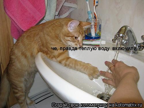 Котоматрица: че, правда теплую воду  включили ???