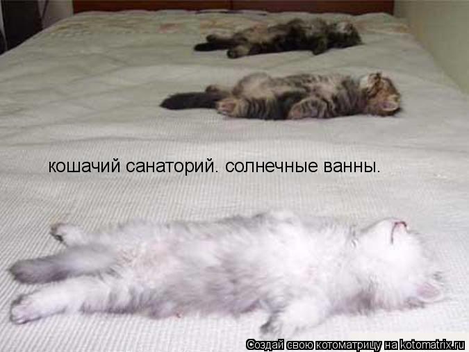 Котоматрица: кошачий санаторий. солнечные ванны.