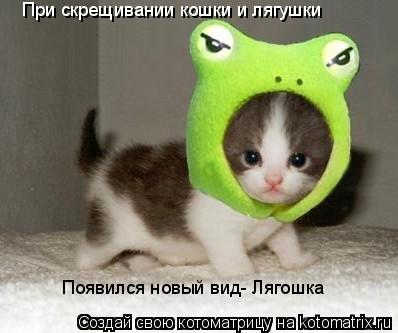 Котоматрица: При скрещивании кошки и  При скрещивании кошки и лягушки Появился новый вид- Лягошка