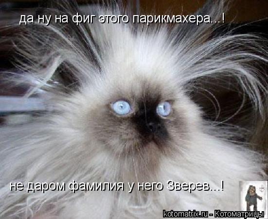 Котоматрица: да ну на фиг этого парикмахера...! не даром фамилия у него Зверев...!