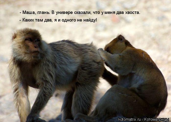 Котоматрица: - Маша, глань. В универе сказали, что у меня два хвоста. - Каких там два, я и одного не найду!