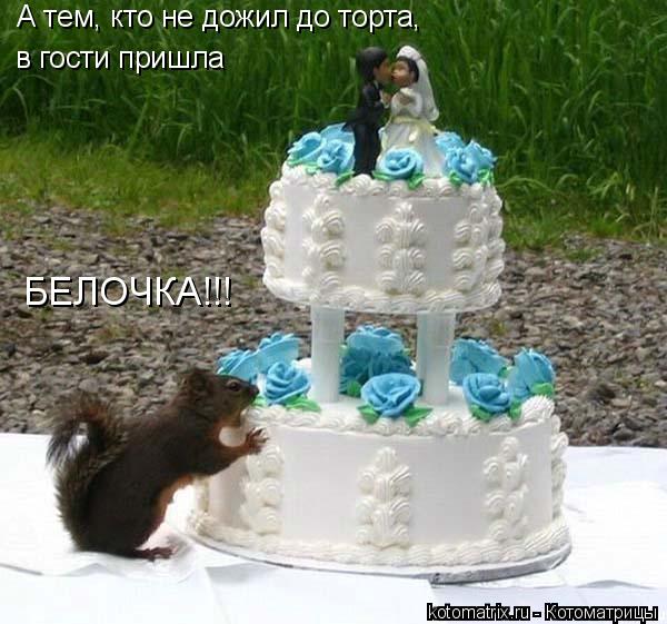 Котоматрица: А тем, кто не дожил до торта, в гости пришла БЕЛОЧКА!!!
