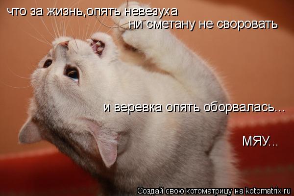 Котоматрица: что за жизнь,опять невезуха ни сметану не своровать и веревка опять оборвалась... МЯУ...