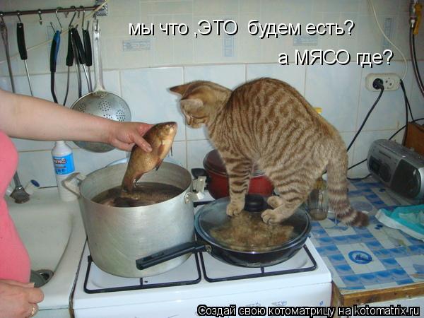 Котоматрица: мы что ,ЭТО  будем есть? а МЯСО где?