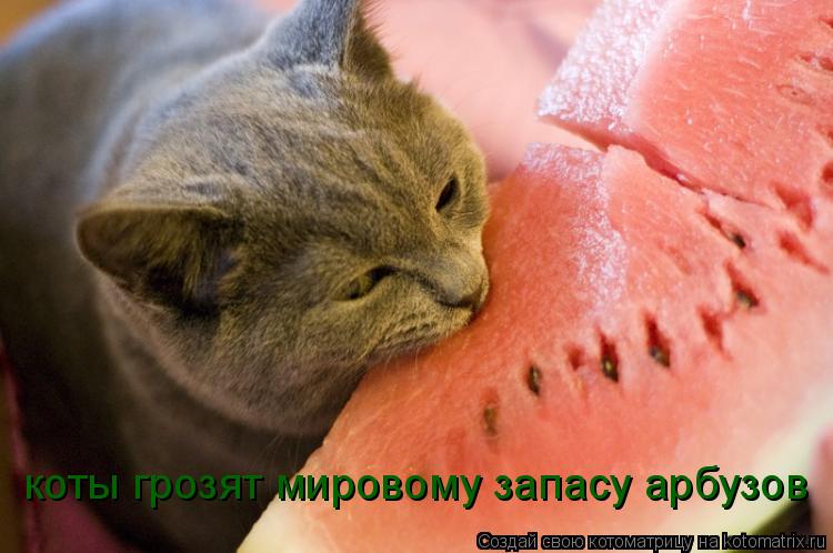 Котоматрица: коты грозят мировому запасу арбузов