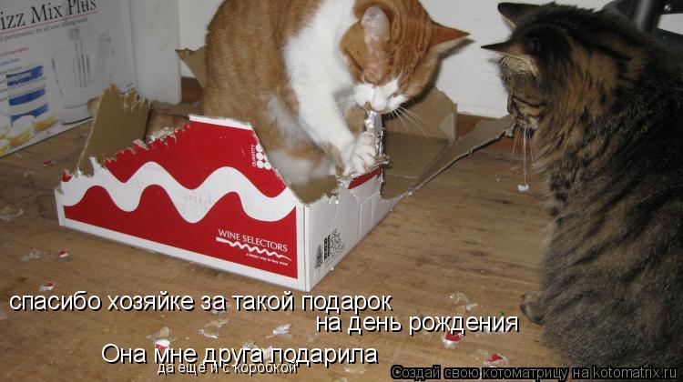Котоматрица: спасибо хозяйке за такой подарок на день рождения Она мне друга подарила да ещё и с коробкой