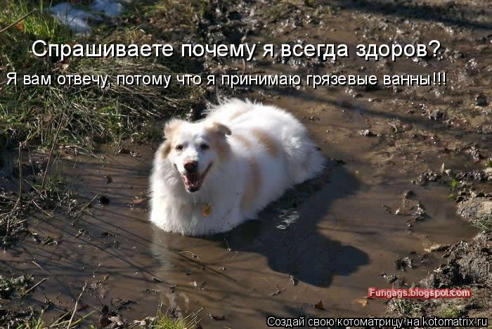 Котоматрица: Спрашиваете почему я всегда здоров? Я вам отвечу, потому что я принимаю грязевые ванны!!!