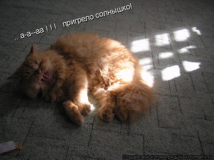 Котоматрица: .. а-а--аа ! ! !   пригрело солнышко!