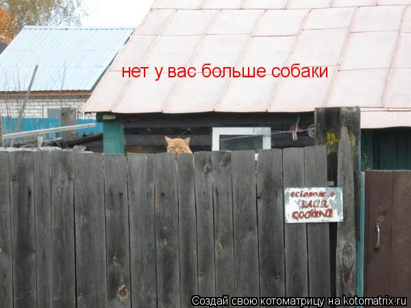 нет у вас больше собаки... Котоматрица: нет у вас больше собаки