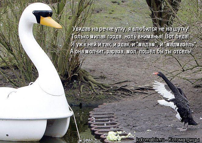 Увидав на речке утку, я влюбился не на шутку! Только милая горда, ноль вниманья! Вот беда! Я уж к ней... Котоматрица: Увидав на речке утку, я влюбился не на шутку! Только милая горда, ноль вниманья! Вот беда! Я уж к ней и так, и эдак, и "мадам", и "мадмазель", А она