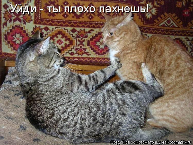 Уйди - ты плохо пахнешь!... Котоматрица: Уйди - ты плохо пахнешь!