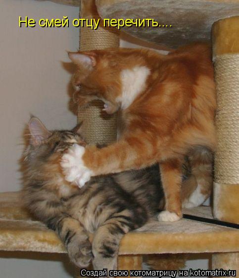 Не смей отцу перечить....... Котоматрица: Не смей отцу перечить....