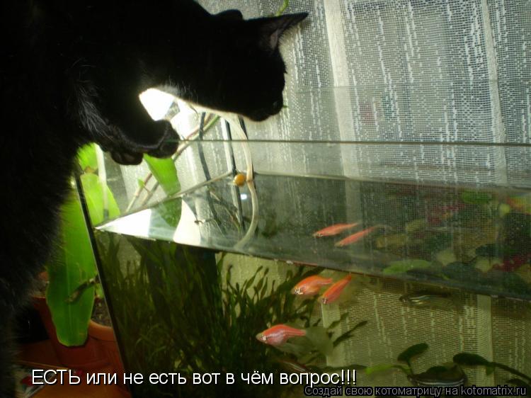 ЕСТЬ или не есть вот в чём вопрос!!!... Котоматрица: ЕСТЬ или не есть вот в чём вопрос!!!
