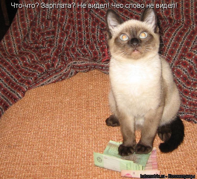 Что-что? Зарплата? Не видел! Чес слово не видел!... Котоматрица: Что-что? Зарплата? Не видел! Чес слово не видел!