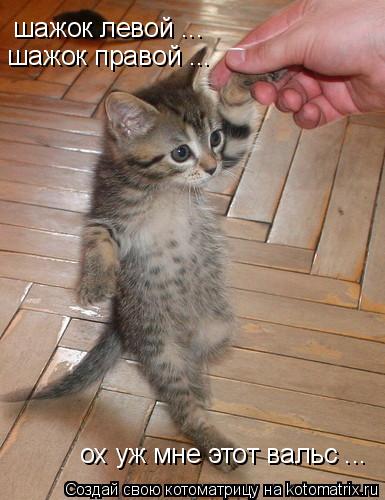 шажок левой ... шажок правой ... ох уж мне этот вальс ...... Котоматрица: шажок левой ... шажок правой ... ох уж мне этот вальс ...