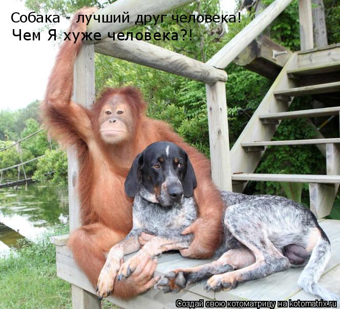 Собака - лучший друг человека! Чем Я хуже человека?!... Котоматрица: Собака - лучший друг человека! Чем Я хуже человека?!