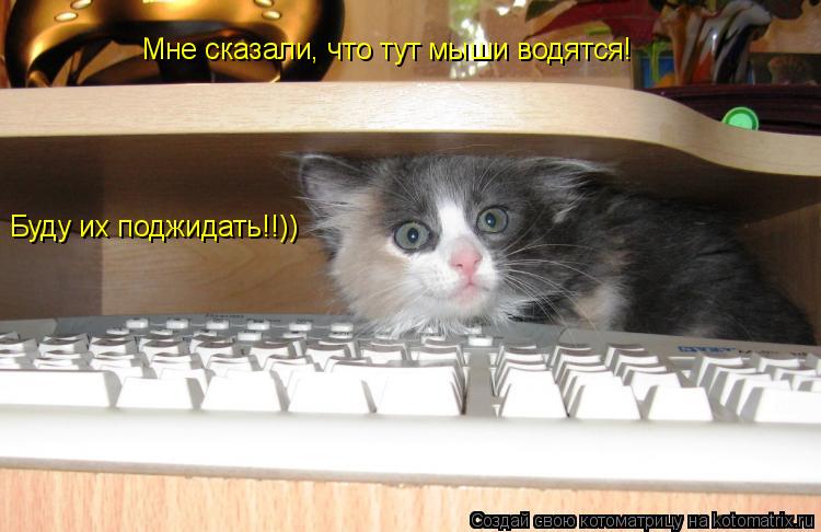 Мне сказали, что тут мыши водятся! Буду их поджидать!!))... Котоматрица: Мне сказали, что тут мыши водятся! Буду их поджидать!!))