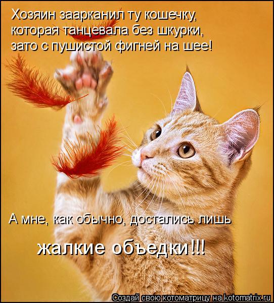 Хозяин заарканил ту кошечку, которая танцевала без шкурки, зато с пушистой фигней на шее! А мне, ка... Котоматрица: Хозяин заарканил ту кошечку, которая танцевала без шкурки, зато с пушистой фигней на шее! А мне, как обычно, достались лишь жалкие объедки!!
