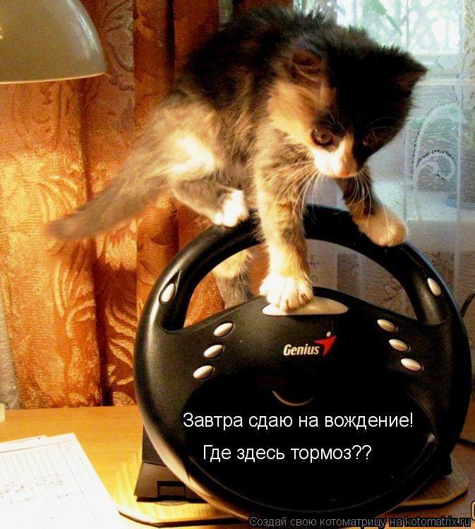 Завтра сдаю на вождение! Где здесь тормоз??... Котоматрица: Завтра сдаю на вождение! Где здесь тормоз??