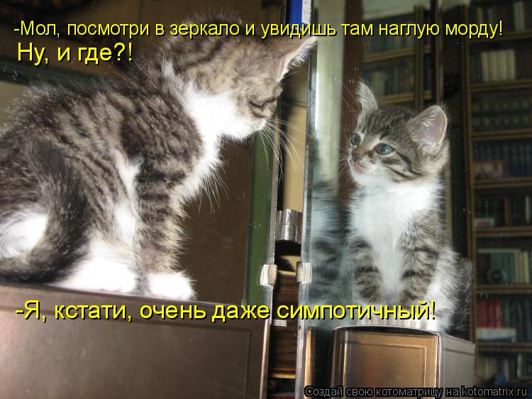 -Мол, посмотри в зеркало и увидишь там наглую морду! Ну, и где?! -Я, кстати, очень даже симпотичный!... Котоматрица: -Мол, посмотри в зеркало и увидишь там наглую морду! Ну, и где?! -Я, кстати, очень даже симпотичный!