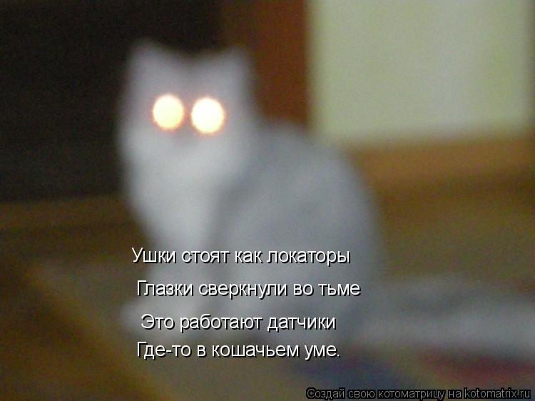 Глазки сверкнули во тьме Ушки стоят как локаторы Это работают датчики Где-то в кошачьем уме.... Котоматрица: Глазки сверкнули во тьме Ушки стоят как локаторы Это работают датчики Где-то в кошачьем уме.