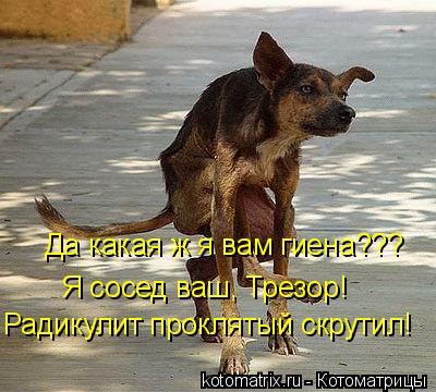 Да какая ж я вам гиена??? Я сосед ваш, Трезор! Радикулит проклятый скрутил!... Котоматрица: Да какая ж я вам гиена??? Я сосед ваш, Трезор! Радикулит проклятый скрутил!