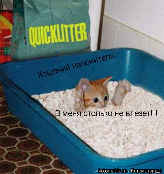Кошачий напонитель. В меня столько не влезет!!!... Котоматрица: Кошачий напонитель. В меня столько не влезет!!!