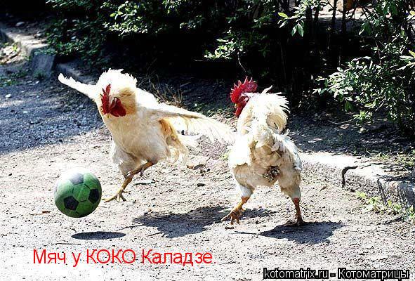 Мяч у КОКО Каладзе.... Котоматрица: Мяч у КОКО Каладзе.