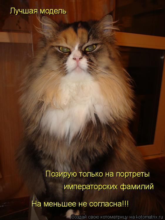 Лучшая модель Позирую только на портреты императорских фамилий На меньшее не согласна!!!... Котоматрица: Лучшая модель Позирую только на портреты императорских фамилий На меньшее не согласна!!!