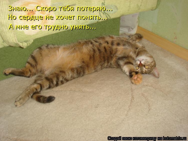 Знаю... Скоро тебя потеряю... Но сердце не хочет понять... А мне его трудно унять...... Котоматрица: Знаю... Скоро тебя потеряю... Но сердце не хочет понять... А мне его трудно унять...