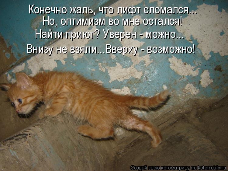 Конечно жаль, что лифт сломался... Но, оптимизм во мне остался! Внизу не взяли...Вверху - возможно! Н... Котоматрица: Конечно жаль, что лифт сломался... Но, оптимизм во мне остался! Внизу не взяли...Вверху - возможно! Найти приют? Уверен - можно...