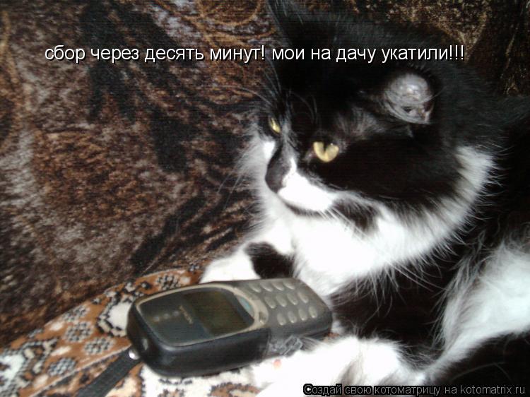 сбор через десять минут! мои на дачу укатили!!!... Котоматрица: сбор через десять минут! мои на дачу укатили!!!