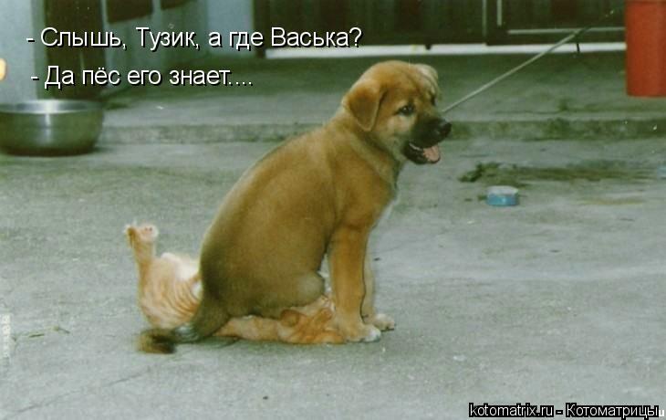 Котоматрица: - Слышь, Тузик, а где Васька? - Да пёс его знает....