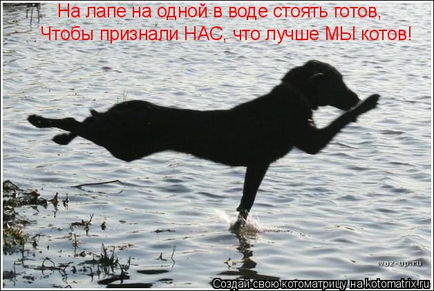 На лапе на одной в воде стоять готов, Чтобы признали НАС, что лучше МЫ котов!... Котоматрица: На лапе на одной в воде стоять готов, Чтобы признали НАС, что лучше МЫ котов!